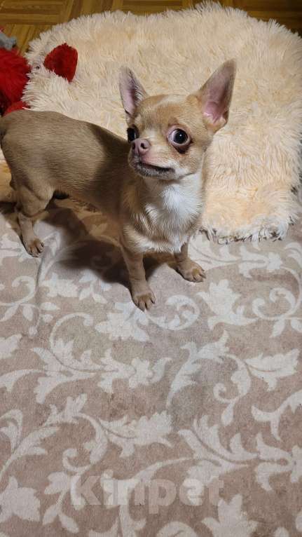 Собаки в Москве: Чихуахуа лиловая девочка Девочка, Бесплатно - фото 3