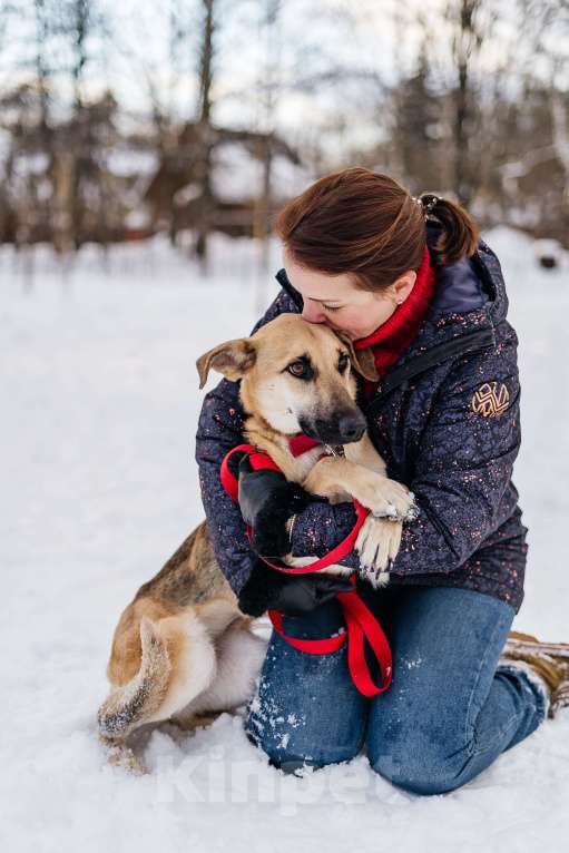 Собаки в Москве: Самая вежливая собака - Герда ищет дом Девочка, Бесплатно - фото 5