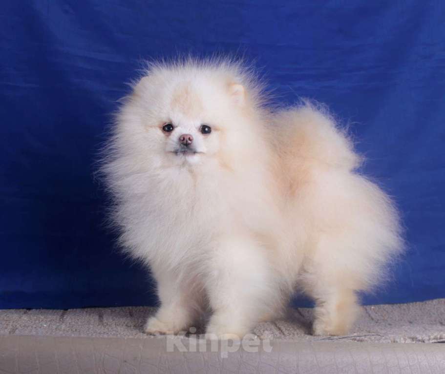 Собаки в Москве: померанский шпиц мини девочка Девочка, 40 000 руб. - фото 7