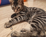 Кошки в Москве: Марсик , маленький полосатый котик-подросток, который очень ждёт своего человека Мальчик, Бесплатно - фото 5