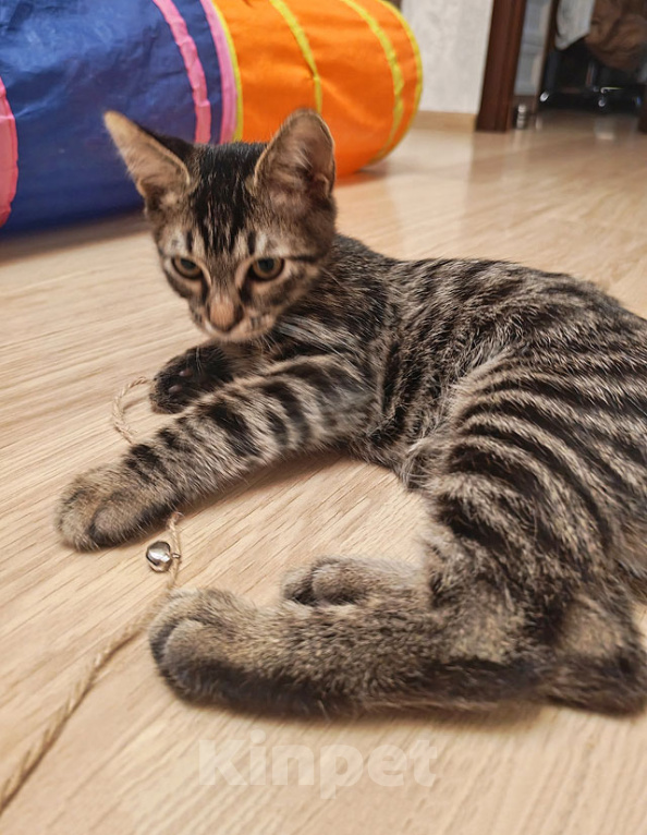 Кошки в Москве: Марсик , маленький полосатый котик-подросток, который очень ждёт своего человека Мальчик, Бесплатно - фото 5