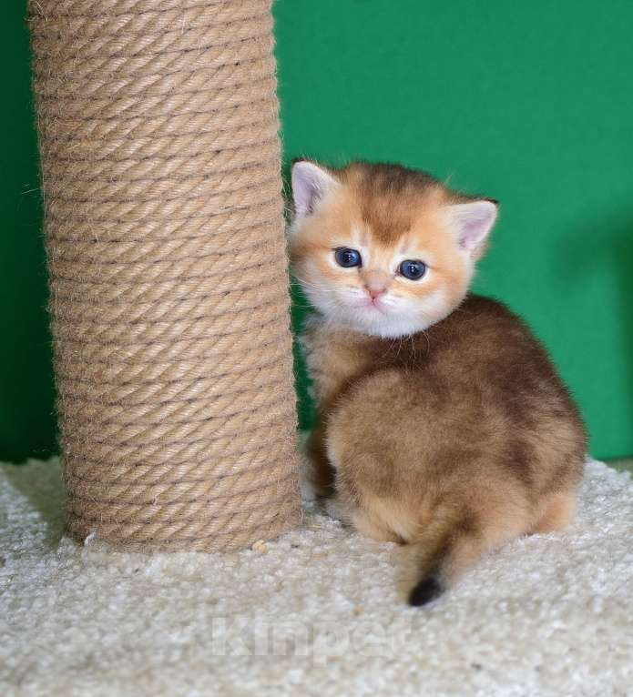 Кошки в Владимире: Британская золотая шиншилла Девочка, 20 000 руб. - фото 6