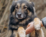 Собаки в других городах Московской области: Митяй — добрый пёс, который только учится жить по-настоящему Мальчик, Бесплатно - фото 6