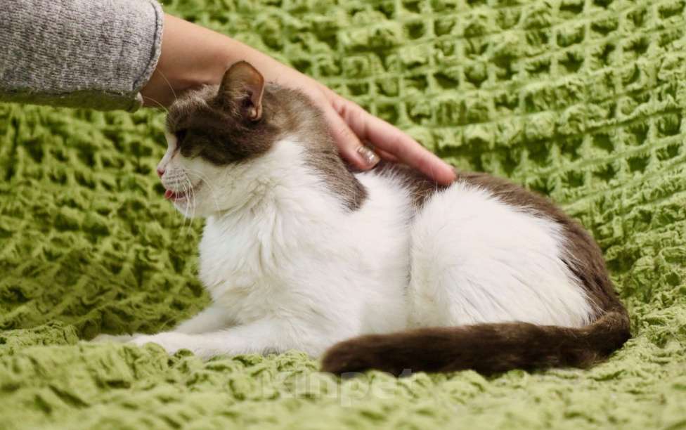 Кошки в Москве: Миссис Марпл. Кошка со страшной судьбой в добрые руки Девочка, Бесплатно - фото 3