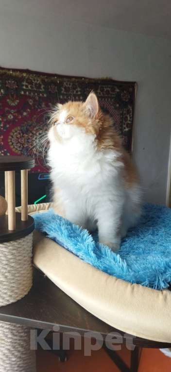 Кошки в Москве: Мега красивая ласкушечка Девочка, 30 000 руб. - фото 3