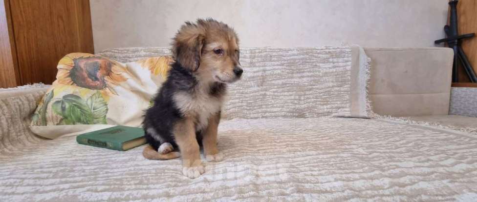 Собаки в Ивантеевке: Лео из степей Мальчик, Бесплатно - фото 3