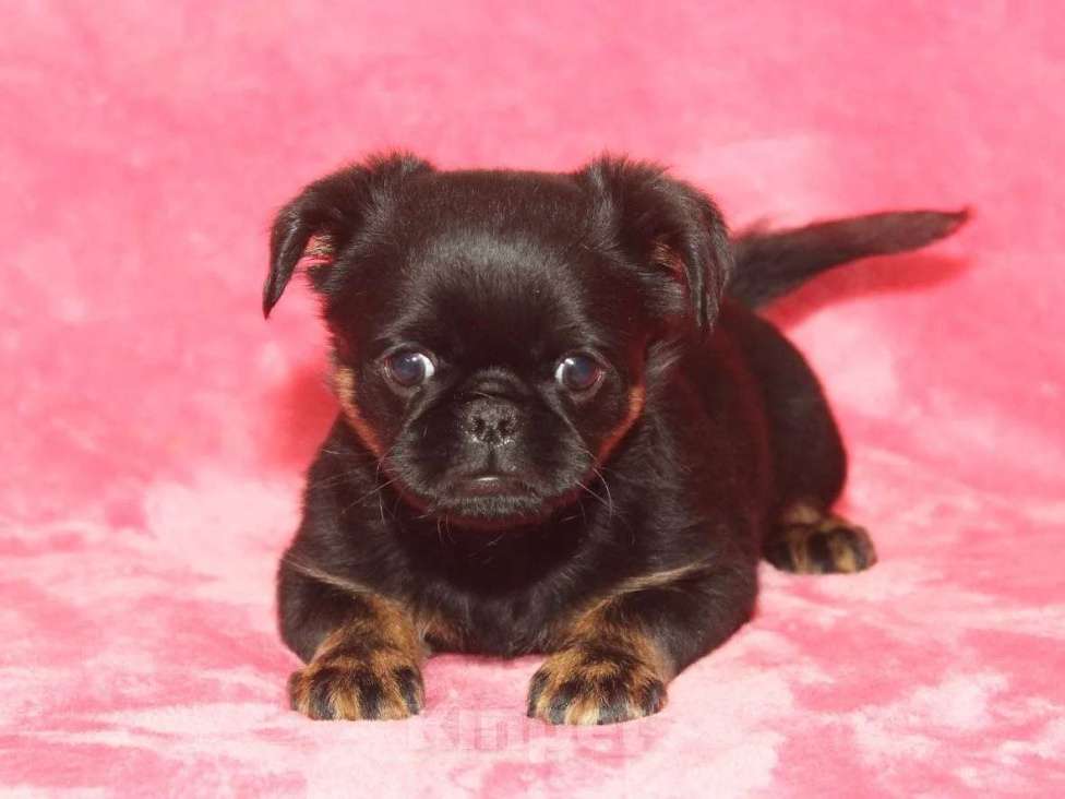 Собаки в Санкт-Петербурге: Красивая девочка  Девочка, 80 000 руб. - фото 5