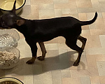 Собаки в Москве: Купить щенка той-терьера, РКФ, шоколадки. Мальчик, 45 000 руб. - фото 5