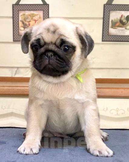 Собаки в других городах Башкортостана: Девочки мопса Девочка, 45 000 руб. - фото 3