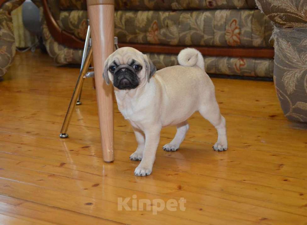 Собаки в Твери: Малышка мопса Девочка, 35 000 руб. - фото 1