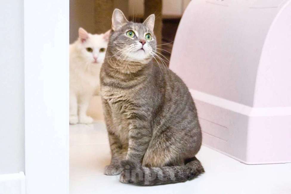 Кошки в Москве: Варя - не кошка, а мечта. В добрые руки  Девочка, Бесплатно - фото 2