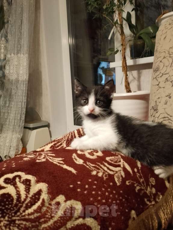 Кошки в Дзержинске: Отдам котенка в добрые руки за символическую платув Девочка, Бесплатно - фото 3