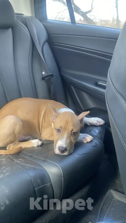 Собаки в Ореховом-Зуево: Продам щенка Стаффа Мальчик, 20 000 руб. - фото 2