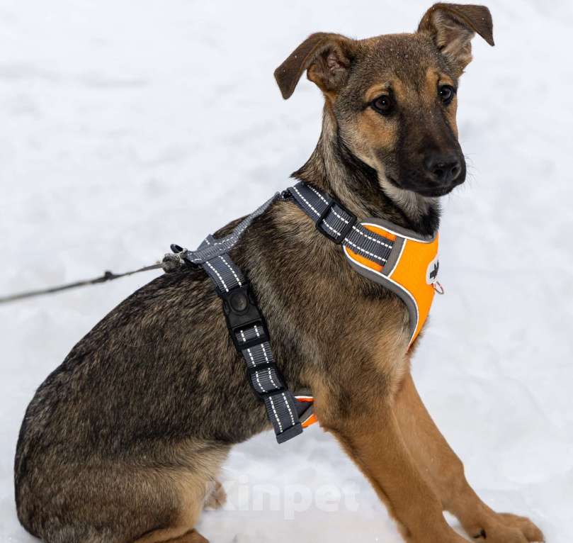 Собаки в Москве: Отдам щенка в добрые руки Девочка, Бесплатно - фото 5