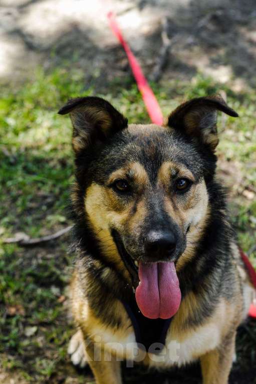 Собаки в Москве: Мулан Девочка, Бесплатно - фото 14