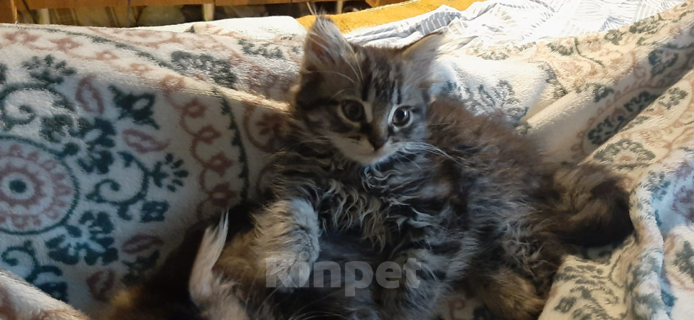 Кошки в Пятигорске: Мурочка-Красавица Девочка, Бесплатно - фото 2