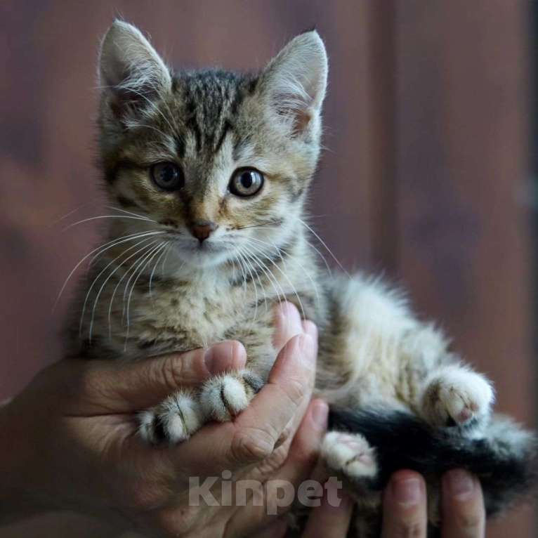 Кошки в Москве: Котенок Шустрик в добрые руки Мальчик, Бесплатно - фото 1