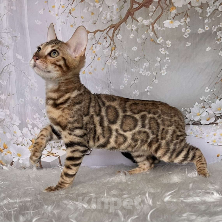 Кошки в Москве: Бенгальский котёнок  Мальчик, Бесплатно - фото 7