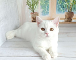 Кошки в Самаре: Кот скоттиш-страйт белый Мальчик, Бесплатно - фото 7