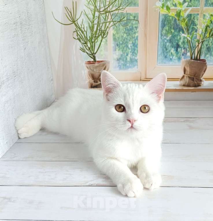 Кошки в Самаре: Кот скоттиш-страйт белый Мальчик, Бесплатно - фото 7
