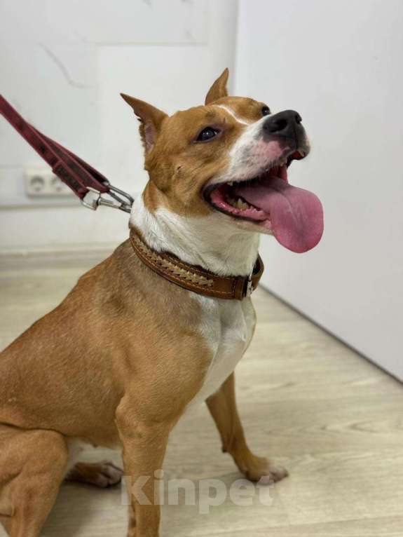 Собаки в Москве: Ищет семью собака Хельга. В добрые руки. Девочка, Бесплатно - фото 4