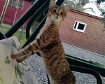 Кошки в Сочи: Обаятельные кошечка и котик Девочка, 10 руб. - фото 6