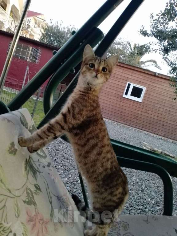 Кошки в Сочи: Обаятельные кошечка и котик Девочка, 10 руб. - фото 6