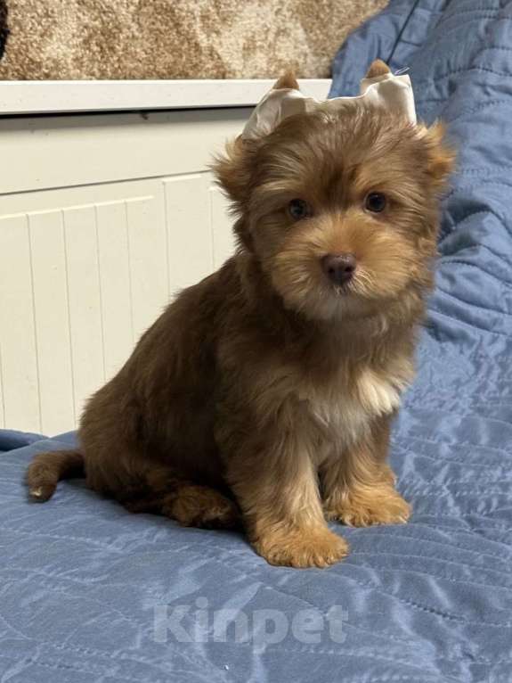 Собаки в Жуковском: Очаровательные щенки цветного йорка Мальчик, 20 000 руб. - фото 3