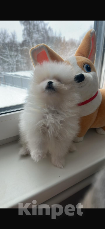 Собаки в других городах Московской области: Снежинка Девочка, 40 000 руб. - фото 2