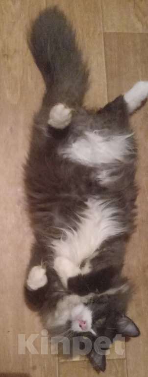 Кошки в Москве: Серый с белым сибирский котик Мальчик, Бесплатно - фото 2