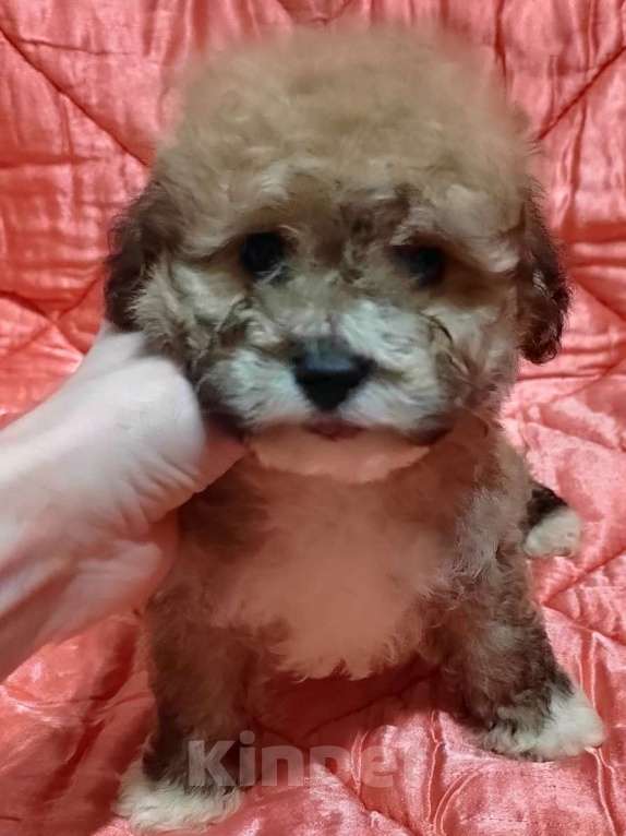 Собаки в Екатеринбурге: Кудряш Мальчик, 50 000 руб. - фото 2