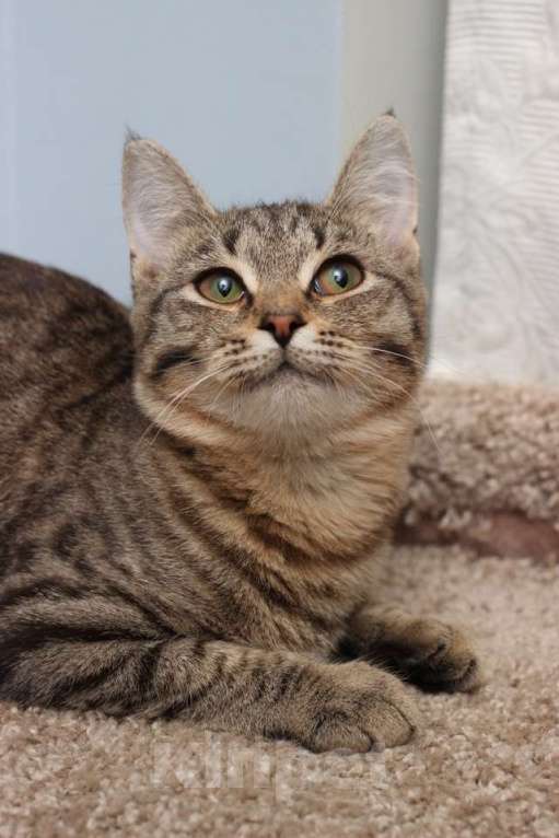 Кошки в Москве: Ласковая 6 мес кошечка Уля в поиске семьи! Девочка, Бесплатно - фото 2