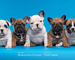 Собаки в Нижнем Новгороде: Предлагаю  к продаже щенков французского бульдога Мальчик, 45 000 руб. - фото 5