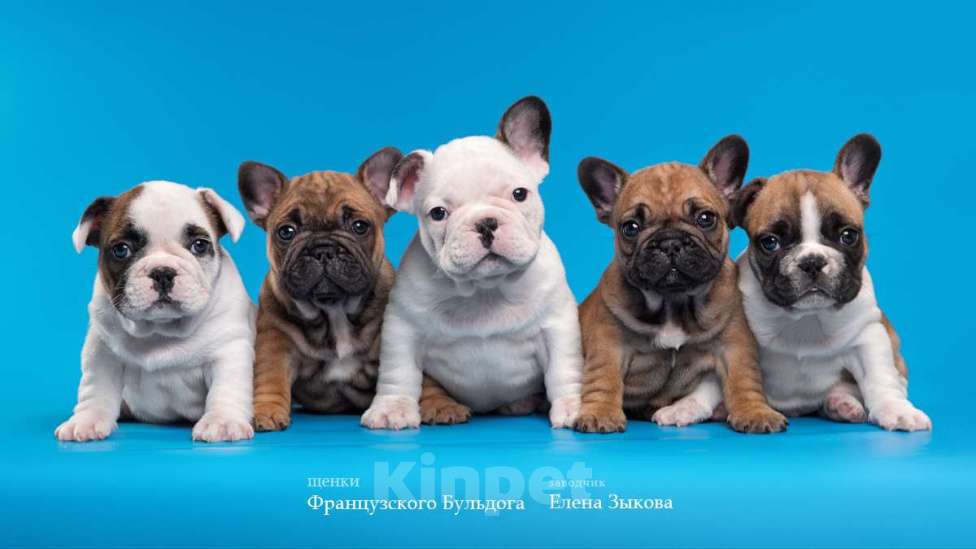 Собаки в Нижнем Новгороде: Предлагаю  к продаже щенков французского бульдога Мальчик, 45 000 руб. - фото 5