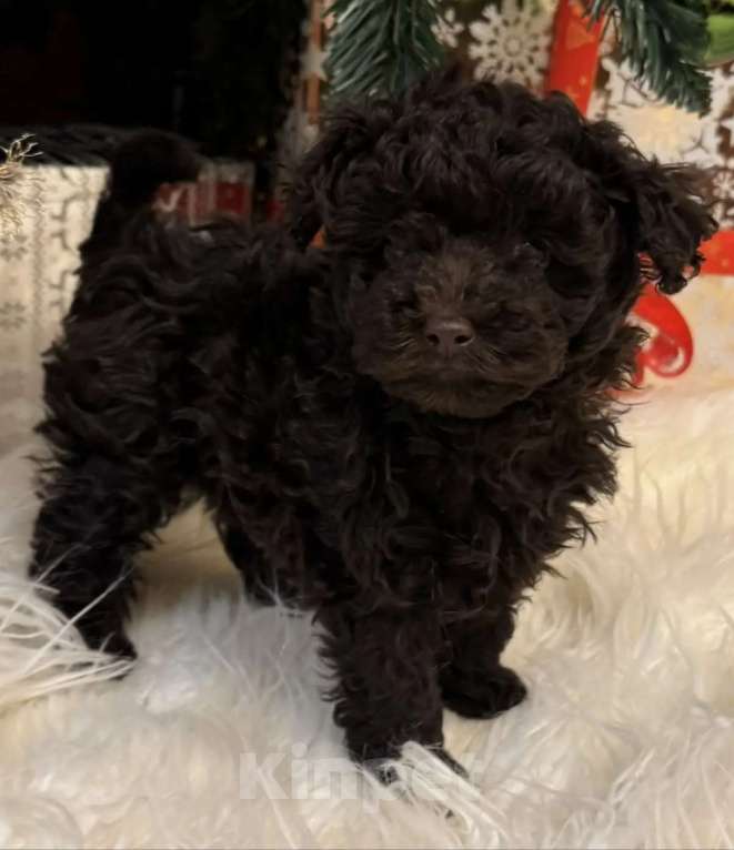 Собаки в Москве: Щенки той-пуделя Девочка, Бесплатно - фото 2