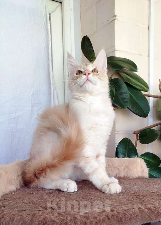 Кошки в Барнауле: Котята мейн-кун Девочка, Бесплатно - фото 2