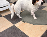 Собаки в Анапе: Отдадим в хорошие руки Мальчик, Бесплатно - фото 2