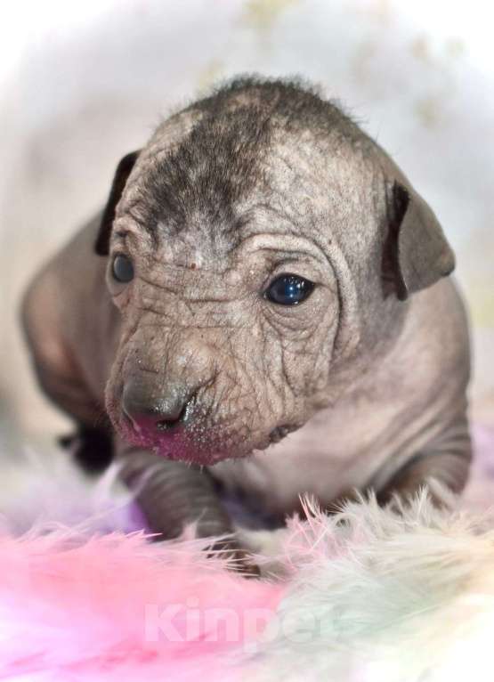 Собаки в Владимире: Щенки ксолоитцкуинтли мини, рождённые 27.05.2025 Девочка, Бесплатно - фото 2