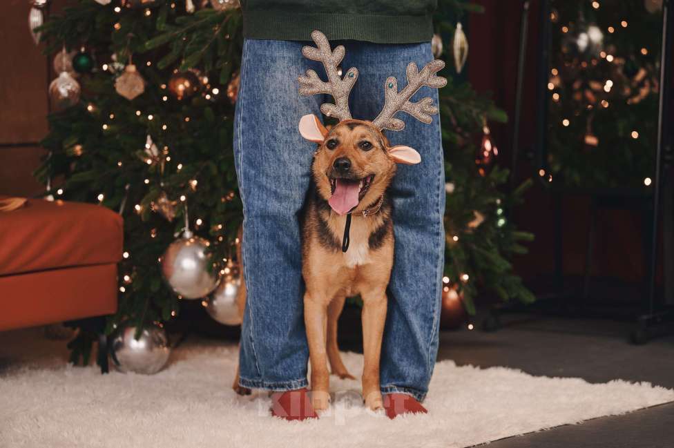 Собаки в Москве: Липка верит в чудо и ищет тех, кому сможет отдавать свою безграничную любовь! Девочка, Бесплатно - фото 4