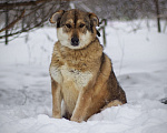 Собаки в Наро-Фоминске: Белла Девочка, Бесплатно - фото 9