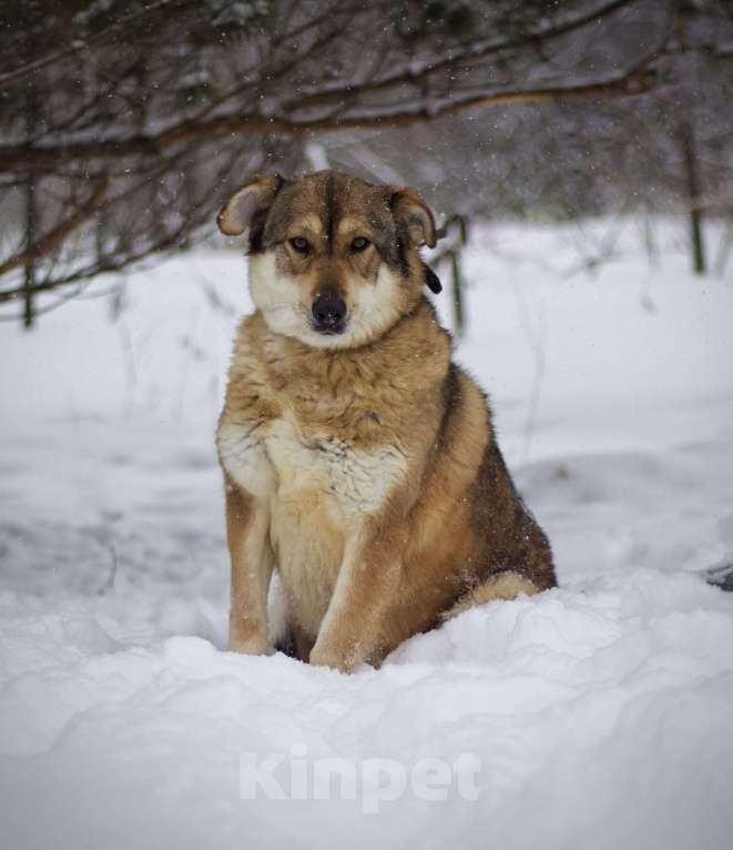 Собаки в Наро-Фоминске: Белла Девочка, Бесплатно - фото 9