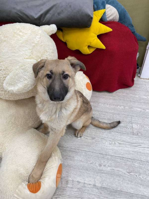 Собаки в Москве: Щенки бесплатно в Москве Девочка, Бесплатно - фото 6