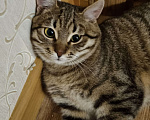 Кошки в Москве: Котенок, Мальчик Мальчик, Бесплатно - фото 2