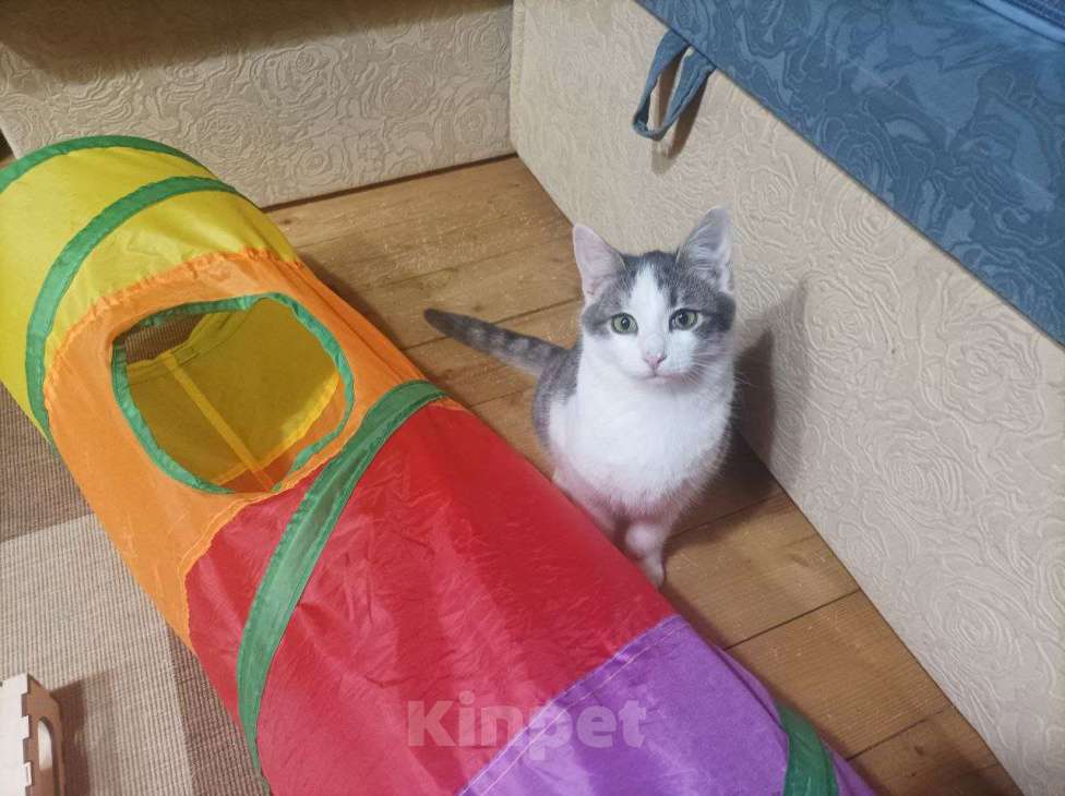 Кошки в Москве: Отдаю котика бесплатно Мальчик, Бесплатно - фото 4