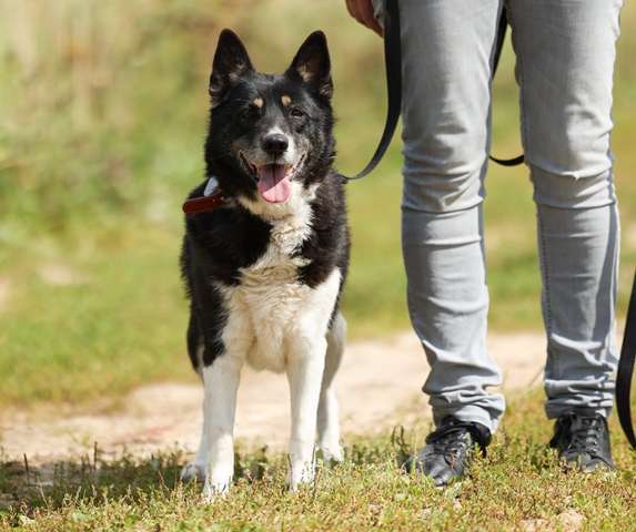Собаки в Москве: Солнечная собака Бимочка в добрые руки Девочка, Бесплатно - фото 2