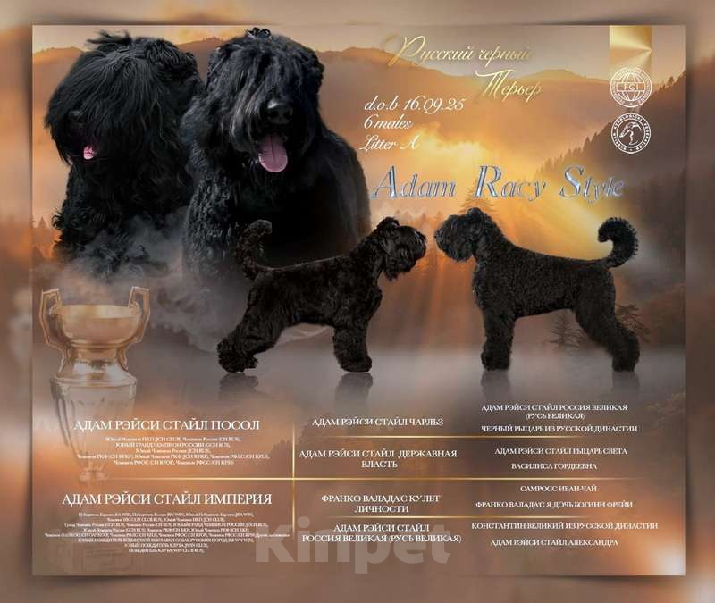 Собаки в Москве: Породные щенки Русского черного терьера в Питомнике  Мальчик, Бесплатно - фото 1