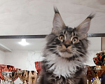 Кошки в Кемерово: Котенок Мейн-кун Мальчик, 60 000 руб. - фото 4