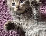 Кошки в Белореченске: Котята мейн-кун Разнополые, 10 000 руб. - фото 5