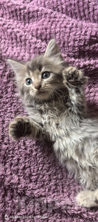 Кошки в Белореченске: Котята мейн-кун Разнополые, 10 000 руб. - фото 5