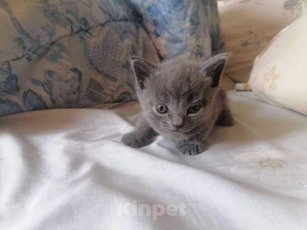 Кошки в других городах Хакасии: Отдам котят в добрые руки. Мальчик, Бесплатно - фото 1